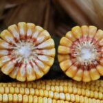 SEMINTE PORUMB KWS CONTINUO 50MK